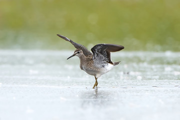 Wood Sandpiper (Tringa glareola)