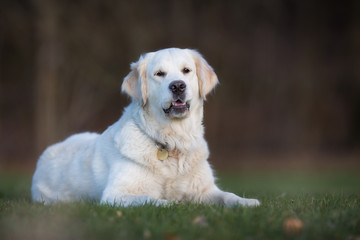 Dog outdoors in nature