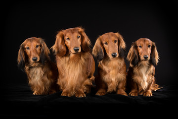 Four longhaired dachshund dogs
