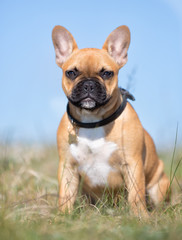 French bulldog outdoors in nature