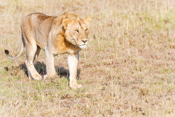 Lion  in Serengeti