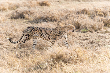 Cheetah in Serengeti