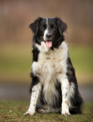 Border collie dog outdoors in nature