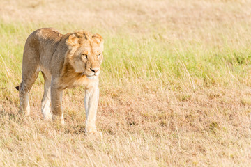 Lion  in Serengeti