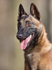 Purebred Belgian Malinois Dog