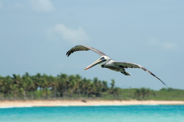 Fototapeta na wymiar Pelican flying in Dominican republic
