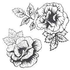 Vector roses