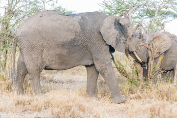 Fototapeta premium African Elephant in Serengeti National Park