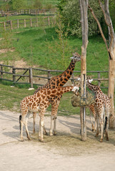 Giraffes in a Zoo