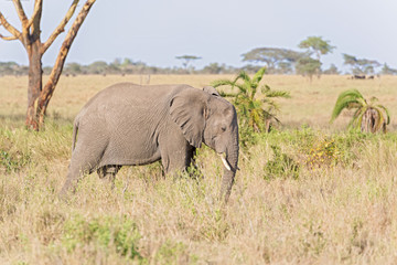 Naklejka na ściany i meble African Elephant in Serengeti National Park