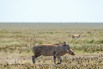 Warthog, Phacochoerus africanus in Serengeti.