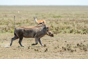 Warthog, Phacochoerus africanus in Serengeti.