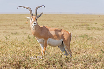 Impala antelope in Africa