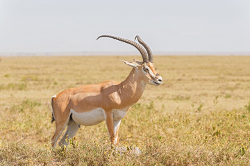 Naklejka na ściany i meble Impala antelope in Africa