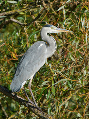 Grey Heron (Ardea cinerea)