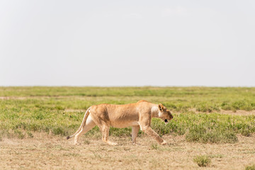 Lion in Serengeti National Park