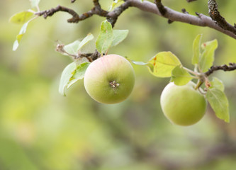 ripe apples on a tree branch in nature