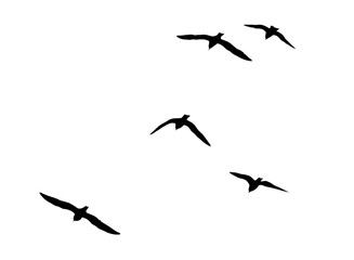 silhouettes of a flock of birds on a white background