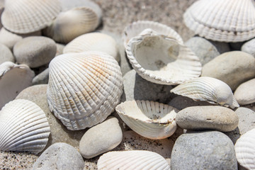 beach / Shells and pebbles in the sand