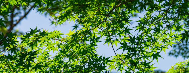 Sunlight with green maple leaf for background