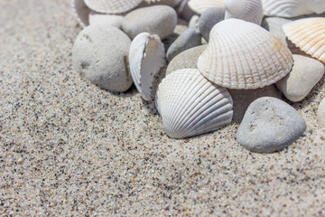  beach / Shells and pebbles in the sand 