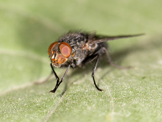 fly. close