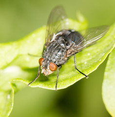 fly. close