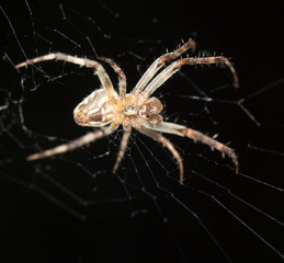 Spider. close