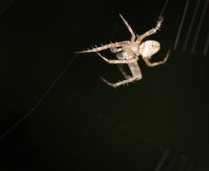 Spider. close