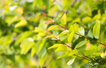 Fototapeta na wymiar beautiful leaves on the tree in nature