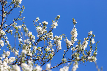 white flowers on the tree in nature