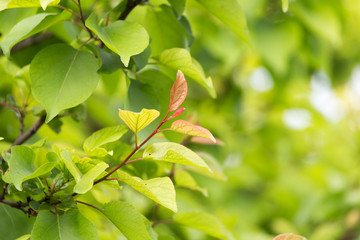 beautiful leaves on the tree in nature