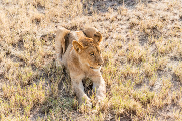 Lion  in Serengeti