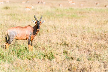 Impala antelope in Africa