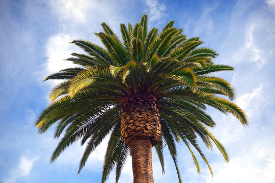 palm tree with cloudy sky