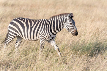 Fototapeta na wymiar Zebra in Serengeti National Park