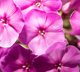 Fototapeta na wymiar beautiful pink flower in nature, close-up
