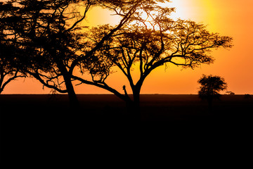 Fototapeta na wymiar Sunset and Giraffe in Serengeti