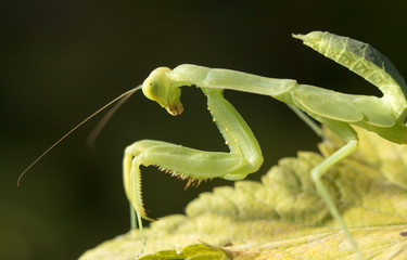 mantis, macro