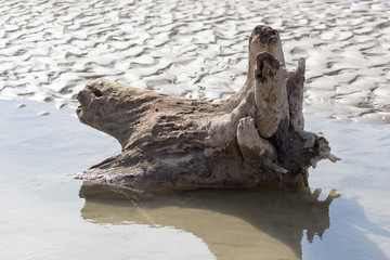 a log on the beach in the sand