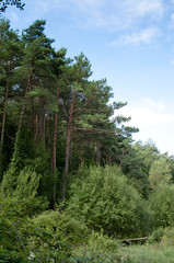 landscapes of prades	
Red pine forest and paths areas of natural interest of the Montsant mountains to Prades, Catalonia, Spain
