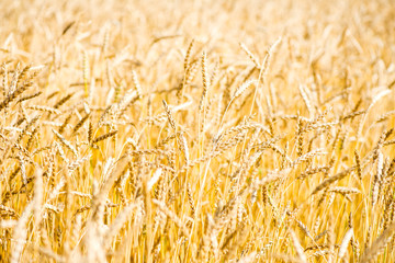 Golden Wheat Field Close Up