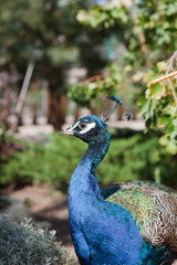 peacock