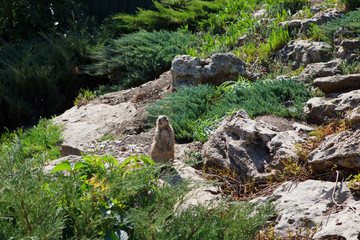 marmot