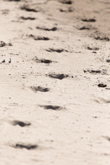 footprints in the sand