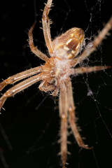 portrait of a spider. close
