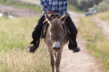 Fotobehang donkey © schankz