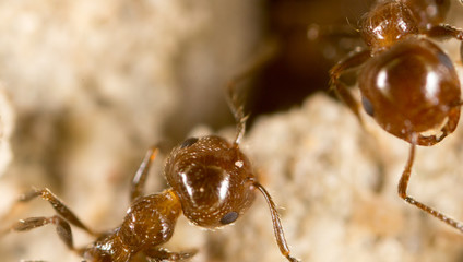 Ant. close