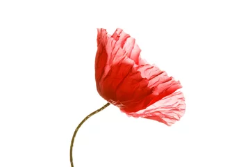 Photo sur Plexiglas Coquelicots poppy isolated on the white
