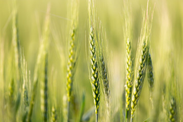 ears of wheat on the nature